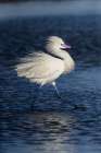 USA, Texas, Cameron County. South Padre Island, (white morph) reddish egret fishing on tidal flats Art Print
